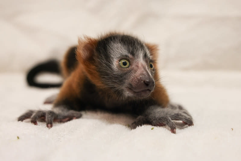 Helios (Courtesy: Nashville Zoo)