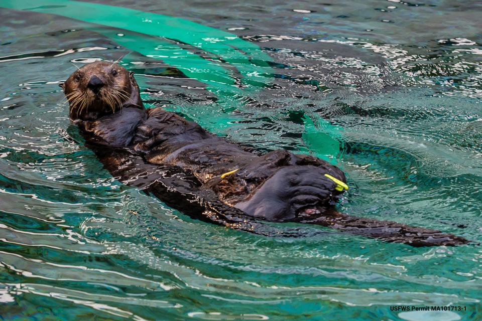 This sea otter, nicknamed Yankee Doodle, was successfully treated for domoic acid poisoning and a common form of the toxoplasma parasite at The Marine Mammal Center in Sausalito, California. Photo taken under U.S. Fish and Wildlife Permit No. Ma101713 1 1.