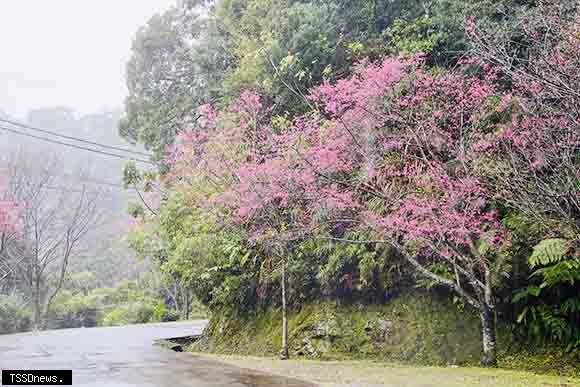 於二格道路、北47線及47-1線沿途已經可以看到許多換上粉色新裝的櫻花樹。(新北市景觀處提供)