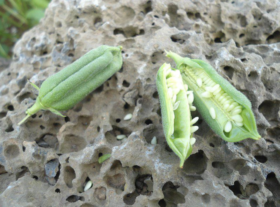 a plant opened up to show the seeds