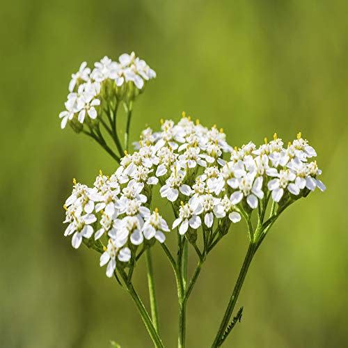 4) Yarrow White Wildflower