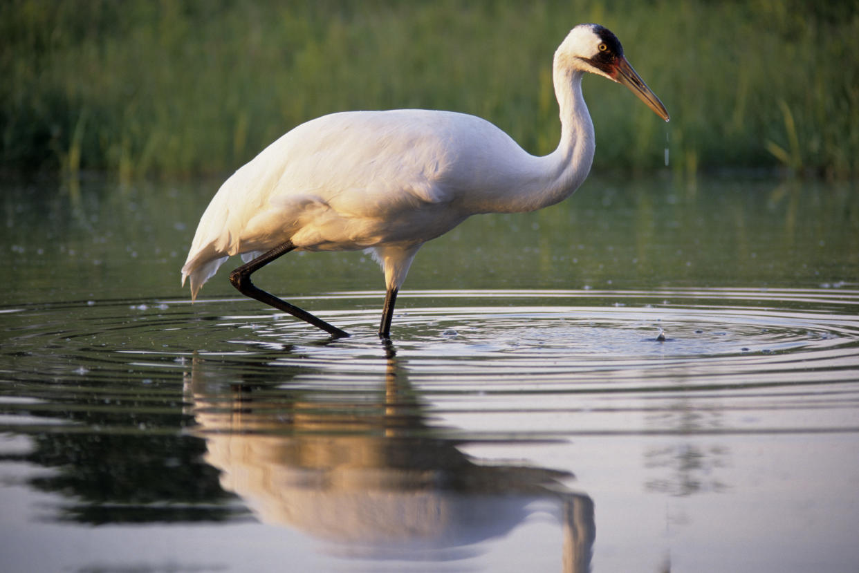 A whooping crane hunts in a pond.