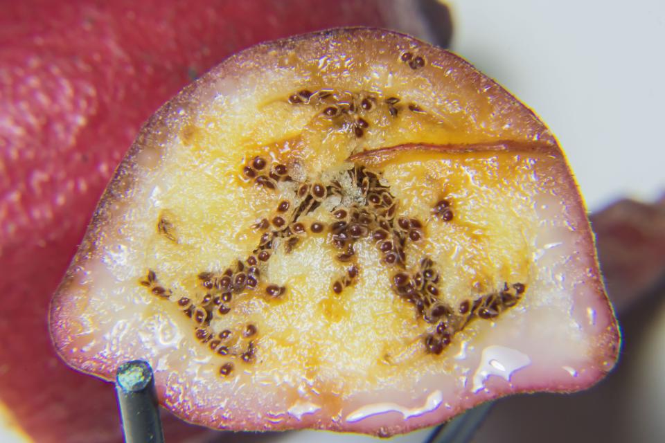 A cross-section of the Cyrtosia fruit shows large seeds, much larger than most orchid seeds that can spread like dust.
