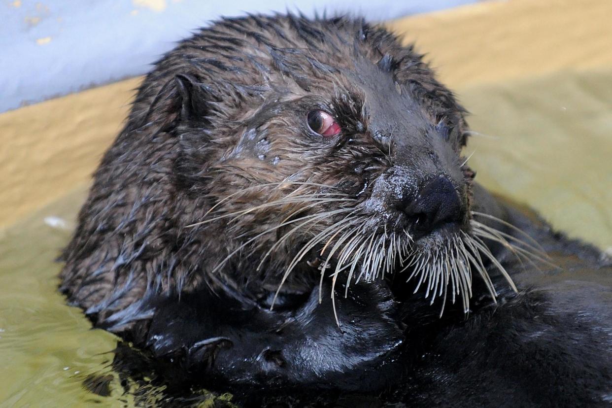 The attack happened in Alaska, which is home to dangerous wild animals: AFP/Getty Images