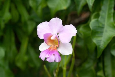 An orchid on the lush island of Atiu - Credit: GETTY