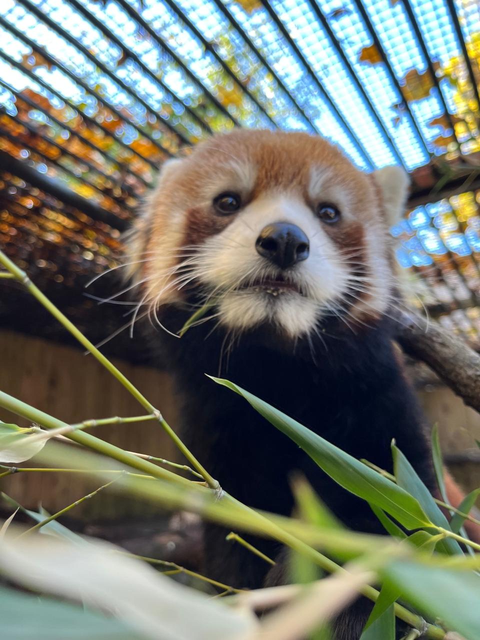 Mei Lin, the red panda, was elected the first PreZOOdent of the Utica Zoo