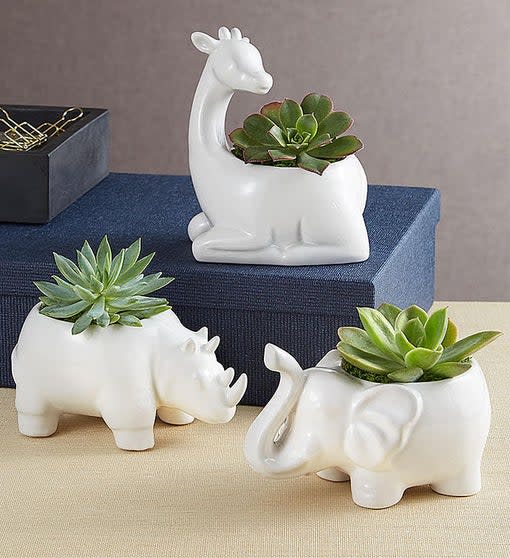 Safari Animal Succulents