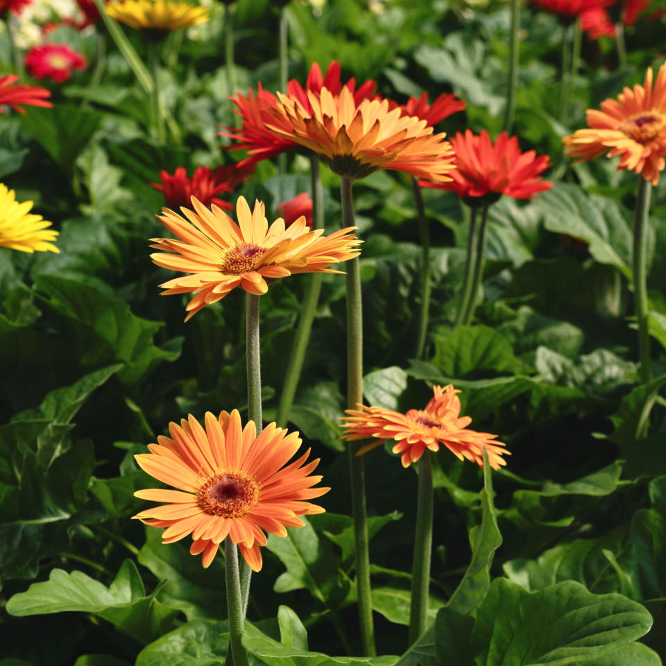 Gerbera daises in a garden