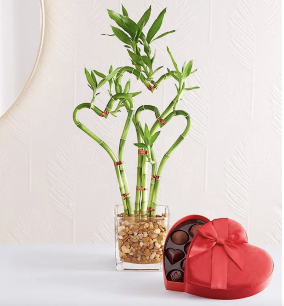 <p><a href="https://go.redirectingat.com?id=74968X1596630&url=https%3A%2F%2Fwww.1800flowers.com%2Fsweet-heart-bamboo-18999&sref=https%3A%2F%2Fwww.goodhousekeeping.com%2Fholidays%2Fvalentines-day-ideas%2Fg42662204%2Ffirst-valentines-day-gifts%2F" rel="nofollow noopener" target="_blank" data-ylk="slk:Shop Now;elm:context_link;itc:0;sec:content-canvas" class="link ">Shop Now</a></p><p>Sweet Heart Bamboo</p><p>1800flowers.com</p><p>$25.00</p><span class="copyright">1-800 Flowers</span>