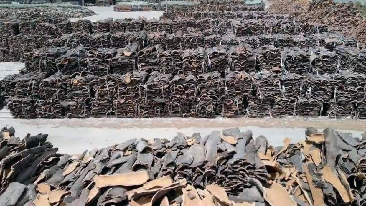 PHOTO: Thousands of pieces of cork are collected before being processed at a Portuguese factory. (ABC News)