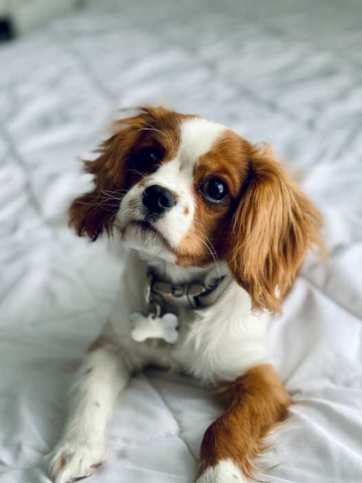 cavalier-king-charles-spaniel