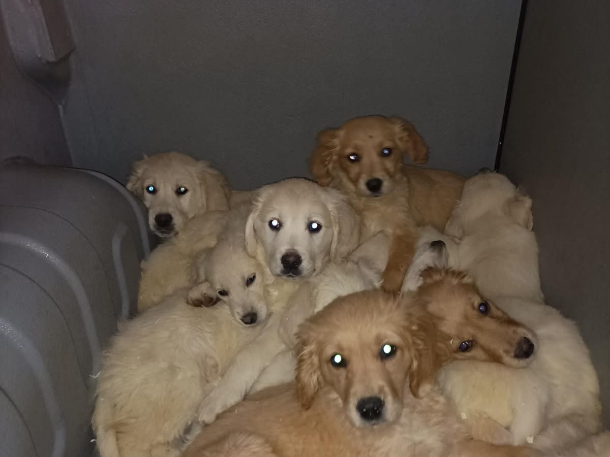 Almost 30 puppies were seized at Belfast Port. (SWNS)