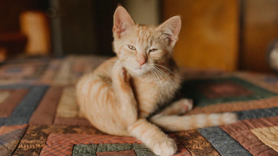 How to get rid of fleas on kittens: Cat Scratching His Neck