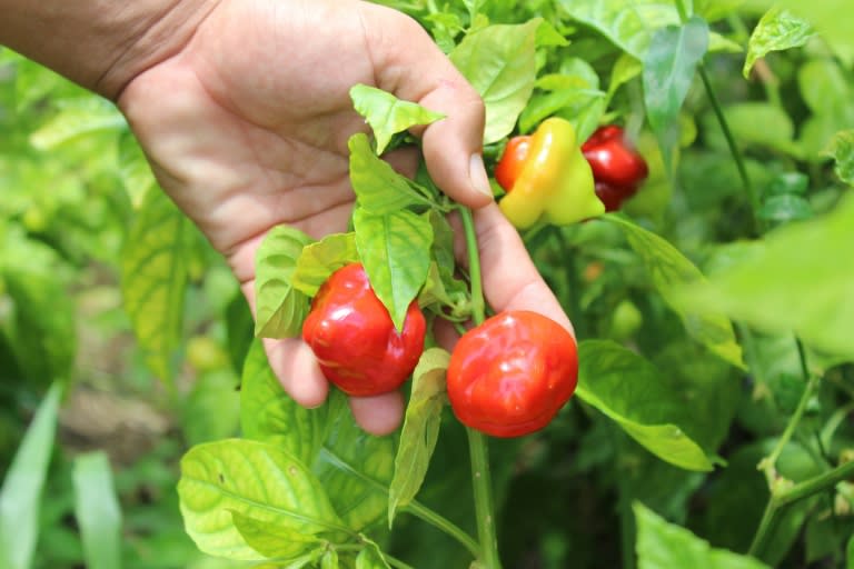 Bell peppers grow in a community farm that supplies a communal kitchen in the Mariana neighborhood in the the city of Humacao, Puerto Rico