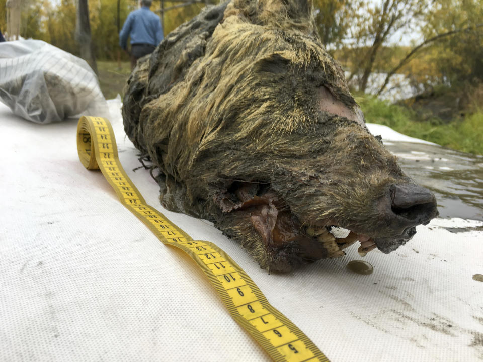 In this Sept. 6, 2018, photo, the head of an Ice Age wolf is seen after found during an expedition of the Mammoth Fauna Study Department at the Academy of Sciences of Yakutia near Belaya Gora, Abyysky region of Sakha Republic, Russia. Experts believe the wolf roamed the earth about 40,000 years ago, but thanks to Siberia's frozen permafrost its brain, fur, tissues and even its tongue have been perfectly preserved, as scientific investigations are underway after it was found in August 2018. (Albert Protopopov/Mammoth Fauna Study Department at the Academy of Sciences of Yakutia via AP)