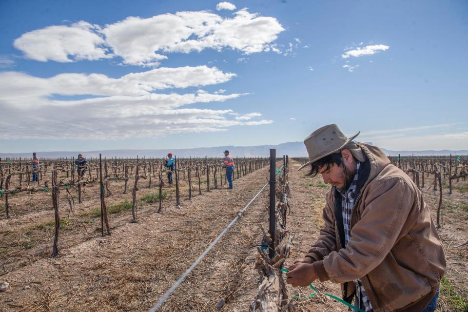 Mauricio Mancera prepares grapevines in Dell City on March 29, 2022. This agricultural area near Guadalupe Mountain National Park has an abundance of water and cultivates cotton, alfalfa, grapes and other products.