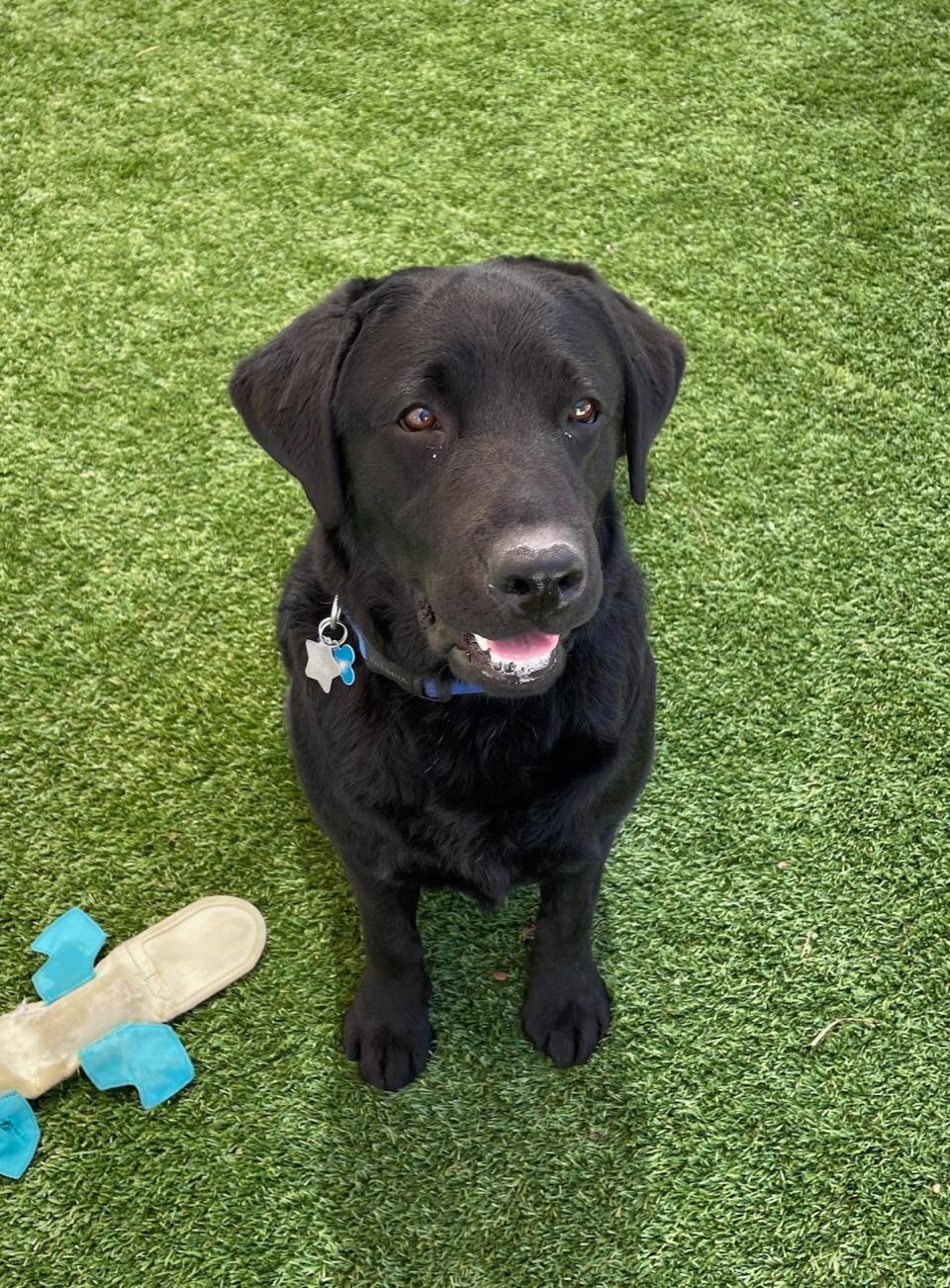 Meet Lila, the U.S. Capitol Police emotional support dog.