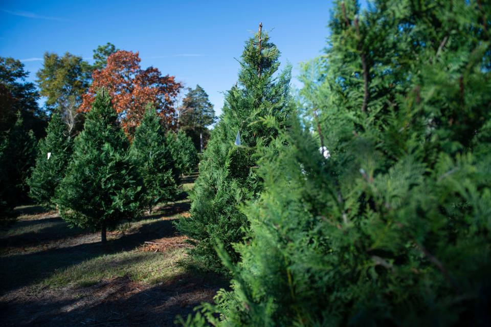 FILE - Trees grown at Gay's Christmas Tree Farm in Augusta photographed on Friday, Nov. 19, 2021. Gay's is a popular spot for buying Christmas trees and holiday fun, particularly in south Augusta.