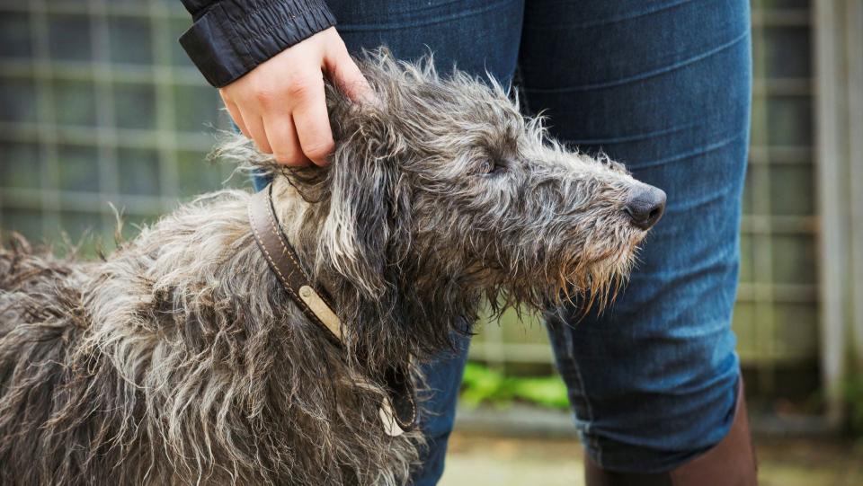 Scottish deerhound