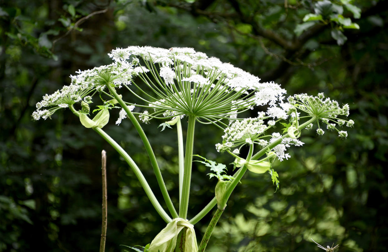 25 June 2018, Germany, Pohnsdorf : Picture of a giant hogweed (Heracleum mantegazzianum). The plant, which was first brought to Germany as an ornamental plant in the mid-19th century, has since grown wild fast. If the plant's sap touches the skin it can lead to severe burns and inflammations, while long exposure to the plant can produce difficulties in breathing and an acute bronchitis one to three weeks long. Photo: Carsten Rehder/dpa (Photo by Carsten Rehder/picture alliance via Getty Images)