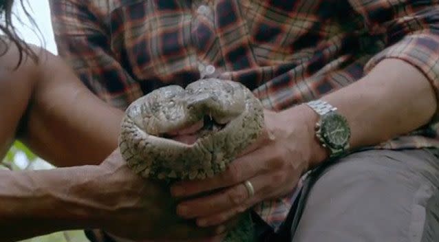 The anaconda's head was so big that two men had to hold it. Source: BBC Two.