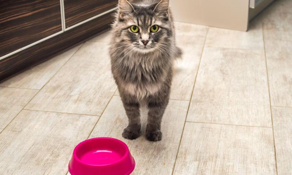 Gray fluffy cat with yellow eyes in the kitchen waiting for food