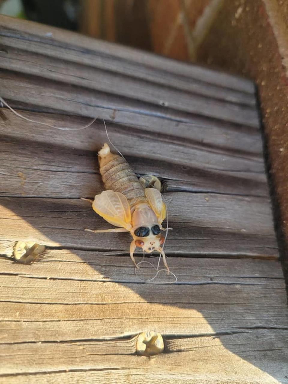 Brood X cicadas only emerge once every 17 years. The last time this brood was spotted in North Carolina was 2004.