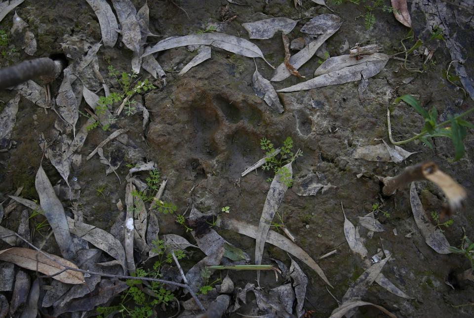 In this Wednesday, Feb. 12, 2014 photo, pug marks left by a tiger that attacked and killed a young man working nearby is seen on a field in Maniawala, northern India. A tiger stalking the villages of northern India has killed at least nine people so far, spreading fear amongst the villagers many of whom are either farmers or laborers working the large swathes of sugarcane fields which need harvesting now. (AP Photo/Saurabh Das)