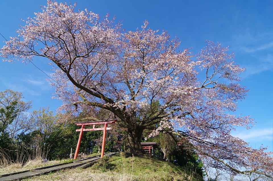 稻荷櫻 (Photo by Nankou Oronain (as36…, License: CC BY-SA 3.0, Wikimedia Commons提供, 圖片來源web.archive.org/web/20161029205554/http://www.panoramio.com/photo/105824559)