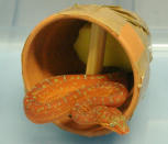 Handout image shows one of two live 40cm-long (16 inches) juvenile emerald green tree boas that Australian customs officials seized at the Melbourne International Mail Centre October 3, 2005. When intercepted, the snakes were concealed inside a parcel containing small clay pots that was mailed from Sweden to an address in the South Australian capital Adelaide. Photo taken October 3, 2005. EDITORIAL USE ONLY REUTERS/Australian Customs/Handout