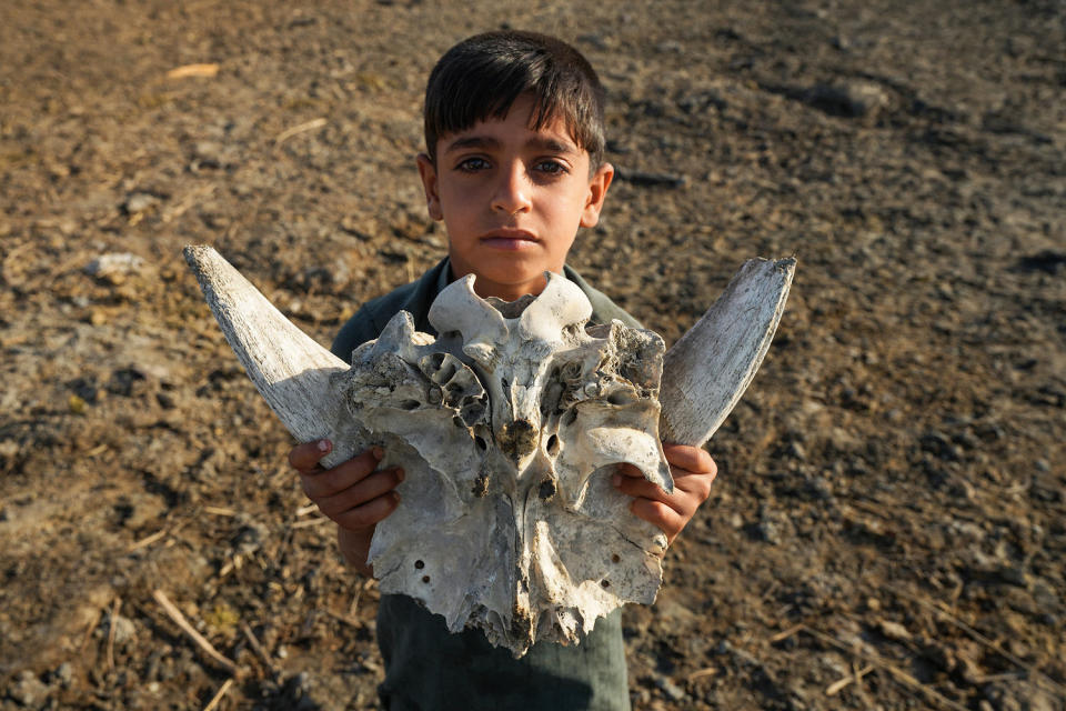 A boy holds up the dried-up skull of a water buffalo in a parched area of the Chibayish marshes  (Asaad Niazi  / AFP via Getty Images)