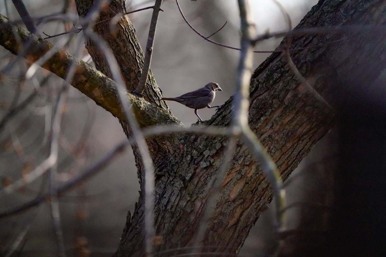 A Brown-headed Cowbird perches on a tree on Tuesday, March 12, 2024, in Indianapolis.