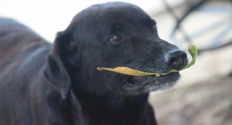 Este animal se ha robado el corazón de todo el personal de la escuela. Foto: Facebook Angélica García