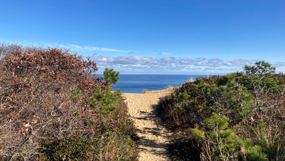 I started working my way east on the Truro trails and eventually arrived at a spectacular overlook on the Atlantic Ocean, high above the beach.