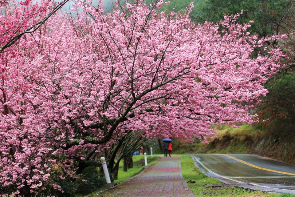 每年2月櫻花綻放，武陵農場美不勝收。武陵農場提供