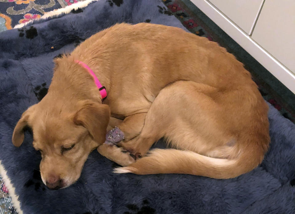 This undated photo provided by Jack Jokinen shows a malnourished dog that wandered into Jokinen's Philadelphia home during a storm. Jokinen said his wife found the dog when she went to grab a pacifier for their baby at 4 a.m. Saturday. Jokinen took the dog, who is now named Suzy, to the vet where he learned that she had fleas, ticks and a heart murmur among other ailments. (Jack Jokinen via AP)