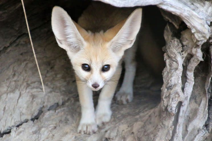 Se trata de un hermoso zorro fénec. Foto: Facebook.com/tarongazoo