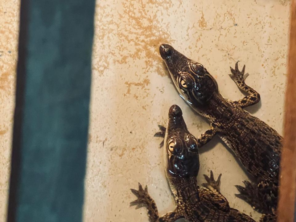 Baby crocodiles in the incubation tank.