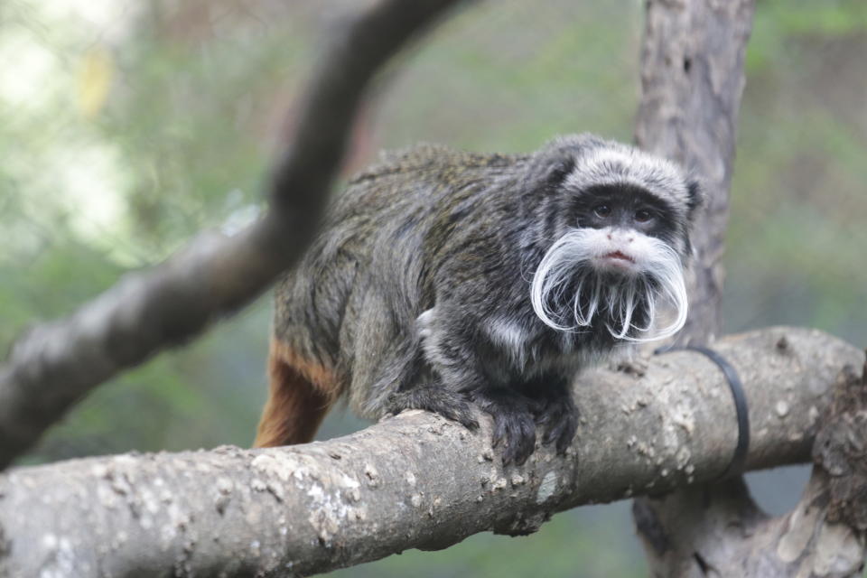 This photo provided by the Dallas Zoo shows an emperor tamarins that lives at the zoo. Two monkeys were taken from the Dallas Zoo on Monday, Jan. 30, 2023, police said, the latest in a string of odd incidents at the attraction being investigated. The emperor tamarins in this photo is not one of the two monkeys involved in the incident. (Dallas Zoo via AP)