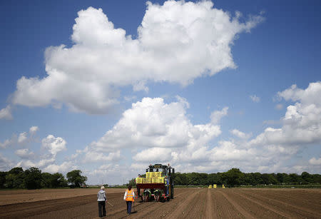 Workers planting pumpkins at Poskitts farm in Goole, Britain May 23, 2016. REUTERS/Andrew Yates