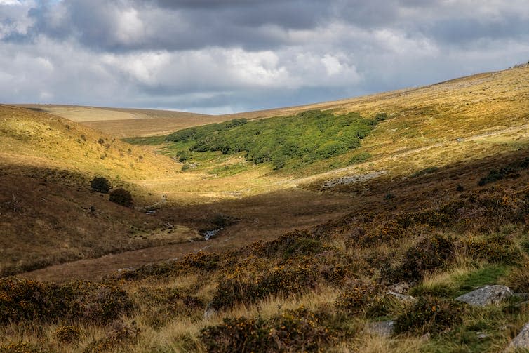 A view of what remains of Wistman's Wood.