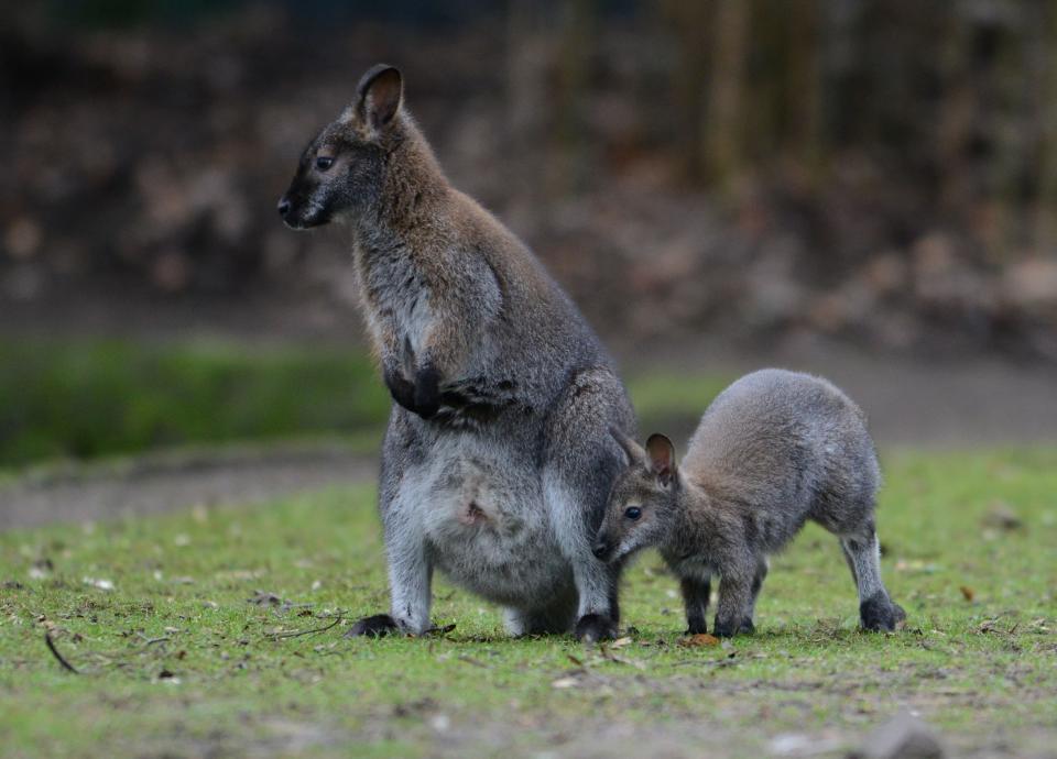 Des wallabys de Bennett, cousins des wallabys classés mardi comme menacés par le gouvernement australien, dans un zoo en Allemagne. (photo d'illustration) - CAROLINE SEIDEL / DPA / AFP