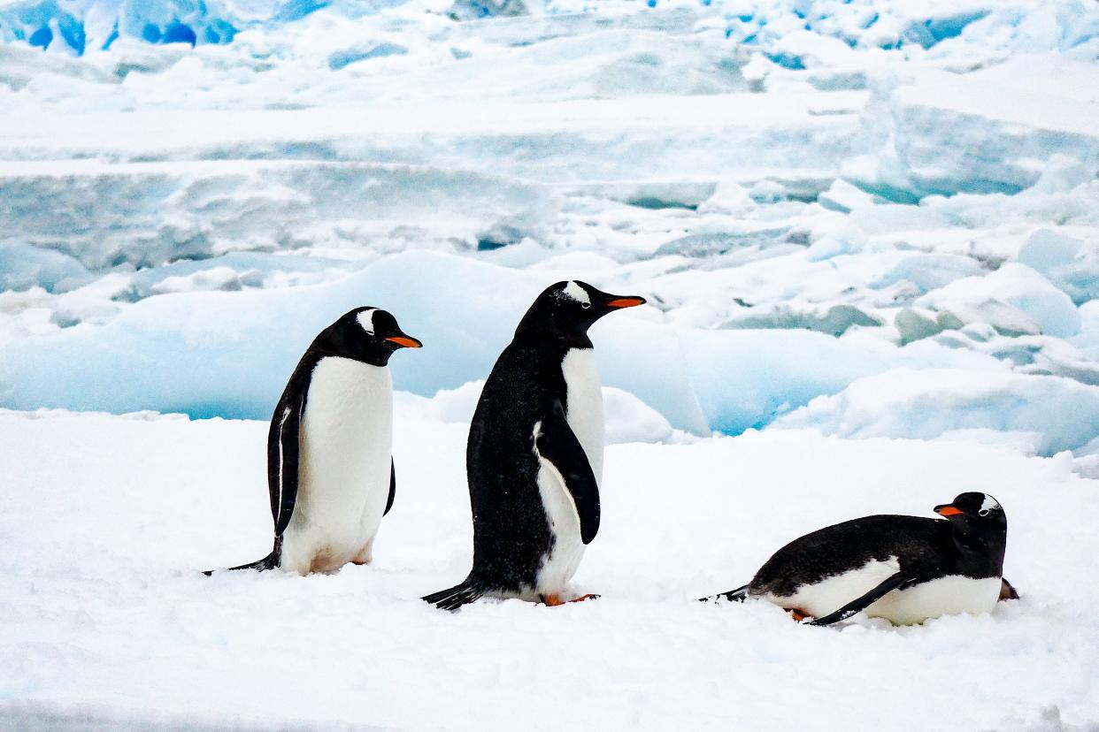 Gentoo penguins, which can be found at Port Lockroy, waddle along the Antarctic coast.