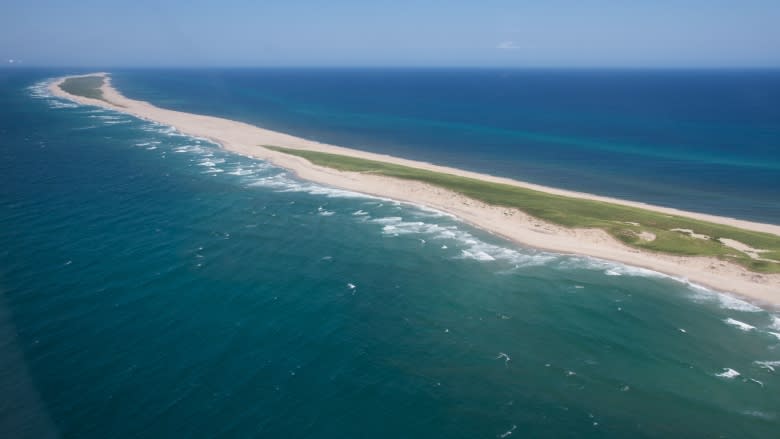 Researchers scramble to understand threatened Sable Island sweat bee