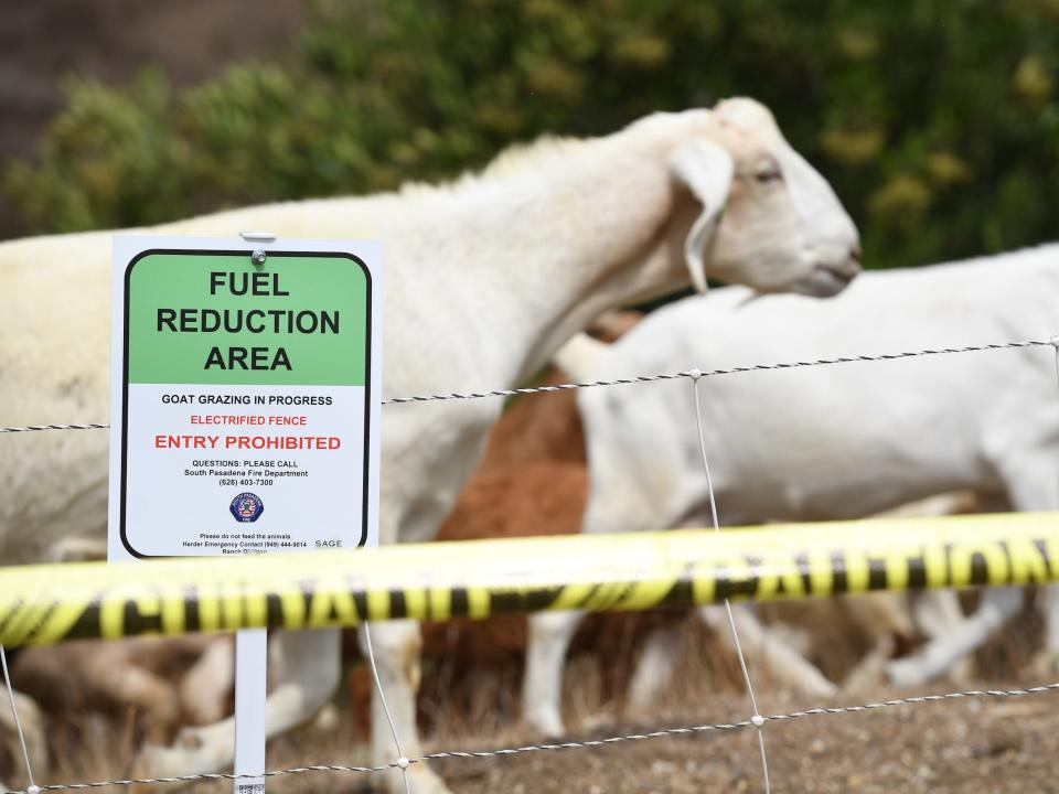 Goats graze on a hillside in 2019 in South Pasadena.