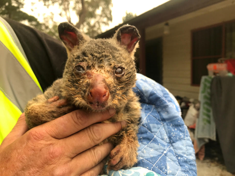 FILE PHOTO: WIRES volunteer and carer Tracy Burgess holds a severely burnt brushtail possum rescued from fires near Australia’s Blue Mountains
