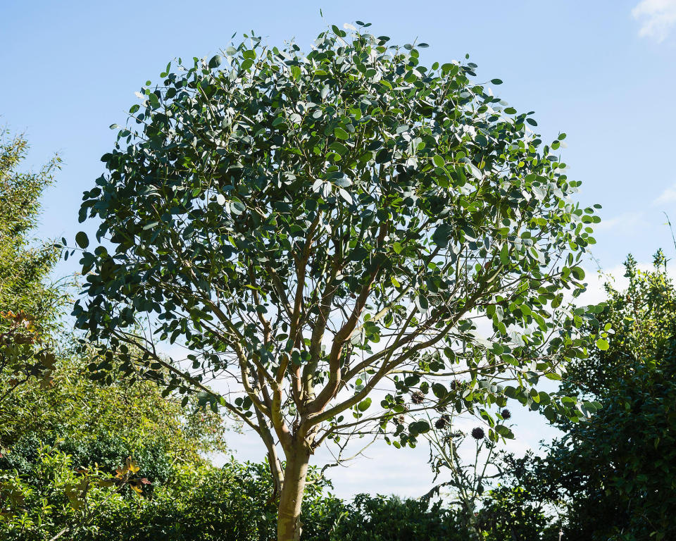 4. Cider gum (Eucalyptus Gunnii)