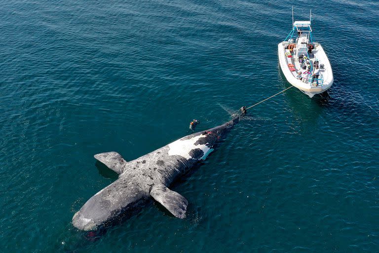 Aparición de ballenas francas muertas en el Golfo Nuevo