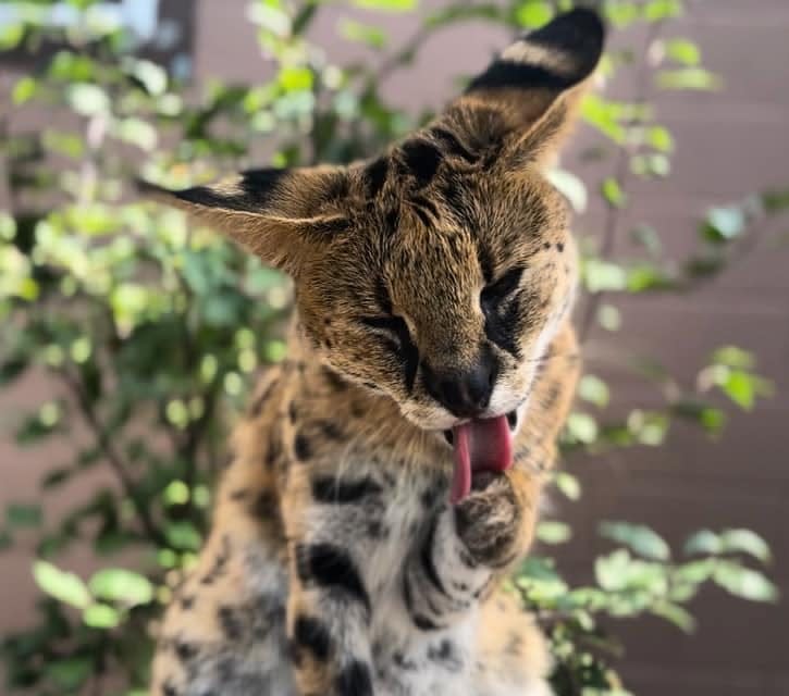 Velma arrived at Roger Williams Park Zoo in September. A male serval, Sav, is joining her.