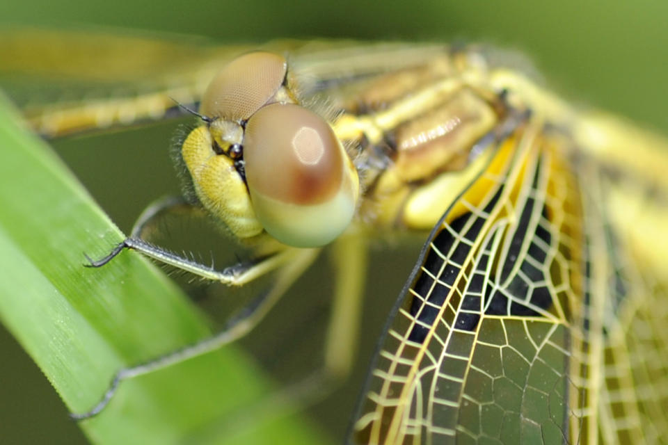 A dragonfly is pictured at a garden in Kathmandu on June 27, 2012. (PRAKASH MATHEMA/AFP/GettyImages)